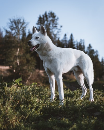 White dog close-up photography on the wizard
